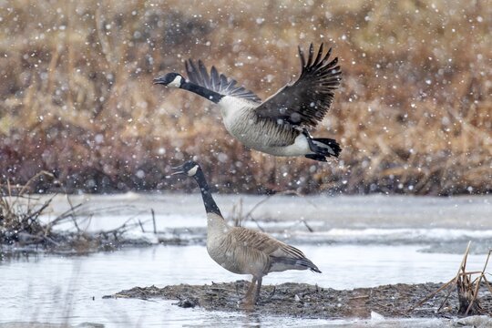 Canada geese (branta canadensis), pair taking off on a frozen marsh, Lac Saint-Pierre biosphere reserve, province of Quebec, Canada,