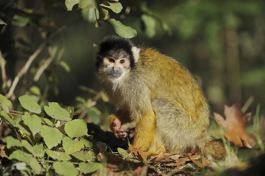 Black-capped squirrel monkey (Saimiri boliviensis), captive, occurring in South America