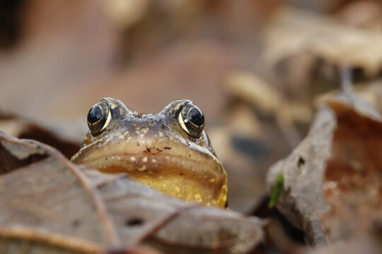 Common frog (Rana temporaria) adult amphibian on a pile of fallen autumn leaves in a garden, England, United Kingdom