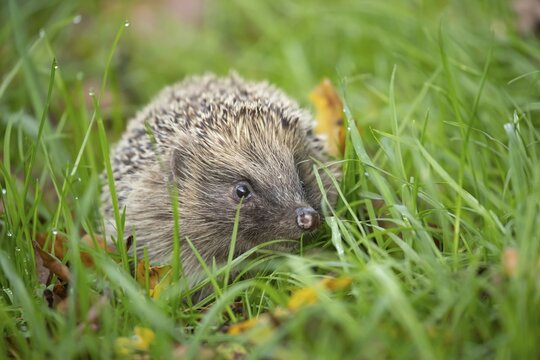 European hedgehog (Erinaceus europaeus) adult animal amongst fallen autumn leaves on a garden lawn, England, United Kingdom