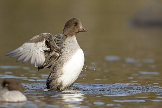 Goldeneye (bucephala clangula), female flapping wings, Gaspesie conservation park, province of Quebec, Canada,