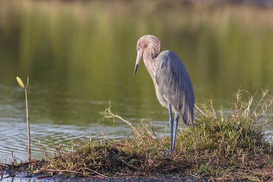Reddish egret (Egretta rufescens), Ding Darling National Wildlife Refuge, Sanibel Island, Florida, USA