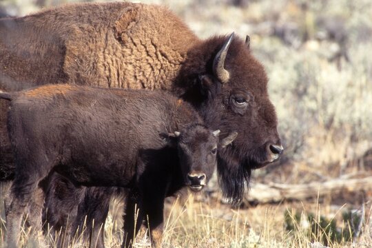 American Buffaloes (Bison bison), Yellowstone National Park, Wyoming, USA