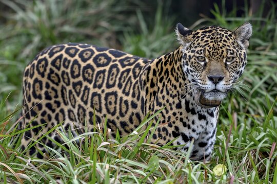 Jaguar (Panthera onca) with radio collar stands attentively in the tall grass, Conservation Land Trust breeding station, Iber&aacute; Project, Esteros del Iber&aacute;, San Alonso Island, Corrientes Province, Argentina