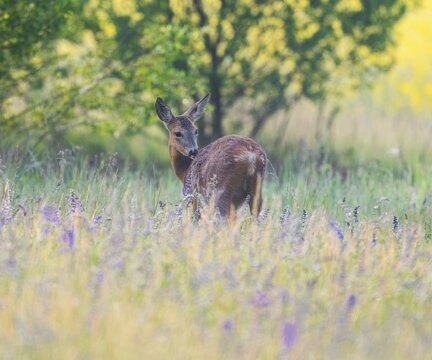 Roe deer (Capreolus capreolus), doe standing in a colourful spring meadow, in the background a yellow blossoming rape field, wildlife, Thuringia, Germany