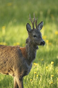 Roe deer (Capreolus capreolus) buck side portrait, changing coat, Allg&auml;u, Bavaria, Germany