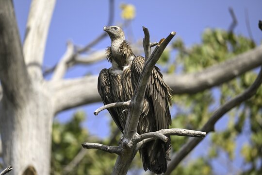 Snow Vulture or Himalayan Vulture (Gyps himalayensis), Corbett National Park, near Ramnagar, Uttarakhand State, India