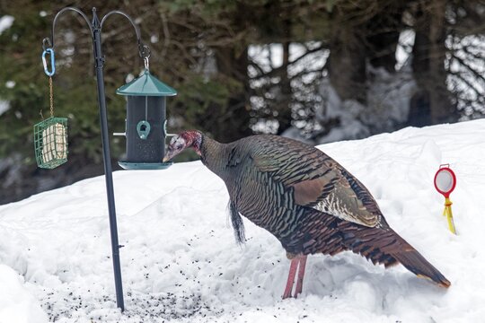 Wild turkey (Meleagris gallopavo), male feeding at a bird feeder, city of Saint-Mathieu du Parc, province of Quebec, Canada,