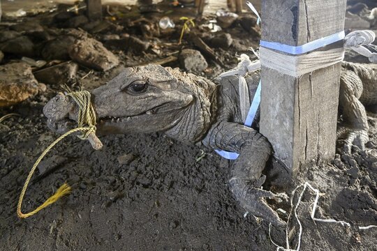 Bushmeat at a market, crocodile, poaching, Ou&eacute;sso, Sangha department, Republic of the Congo