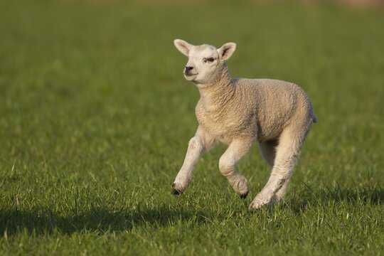 Domestic lamb (Ovis aries) running across a grass field, Suffolk, England, United Kingdom