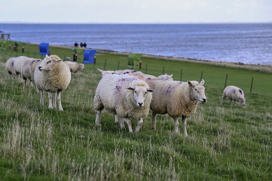 Sheep on a dyke, Pellworm Island, Schleswig-Holstein Wadden Sea National Park, North Frisia, Germany