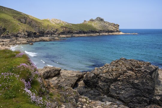 Coastal landscape. View of Gurnard's Head headland and Treen Cove. Flowering sea carnations (Armeria maritima) in the foreground. Cornwall, England, Great Britain