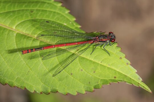 Large red damselfly (P?yrrhosoma nymphula) with transparent wings on a green leaf, Baden-W&uuml;rttemberg, Germany