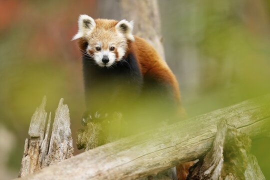 Red panda (Ailurus fulgens fulgens) on a tree trunk