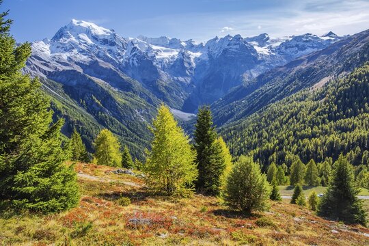 Panorama of the valley with Ortler 3905m and Trafoier ice wall 3565m in early autumn, Trafoi, Trafoital, Ortler Alps, Province of Bolzano, South Tyrol, Trentino Alto Adige, Northern Italy, Italy