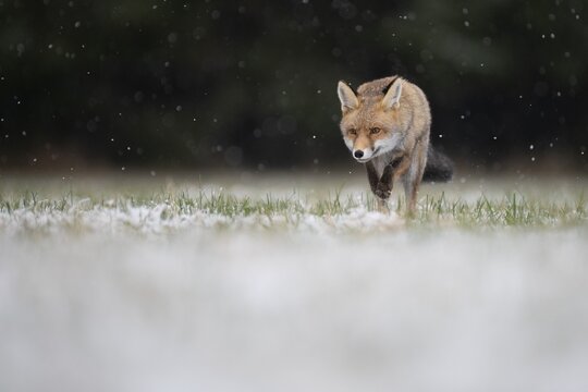 Red fox (Vulpes vulpes) runs during snowfall, Eifel, Rhineland-Palatinate, Germany