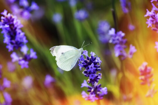 Cabbage butterfly (Pieris brassicae), lavender blossom, coloured light reflections, Fromhausen lavender fields, Detmold, East Westphalia-Lippe, North Rhine-Westphalia, Germany