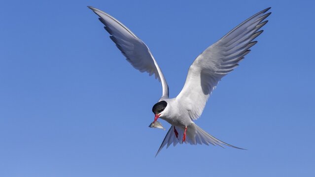 Arctic tern (Sterna paradisaea) in flight, with prey, , T&ouml;nning, Schleswig-Holstein, Germany