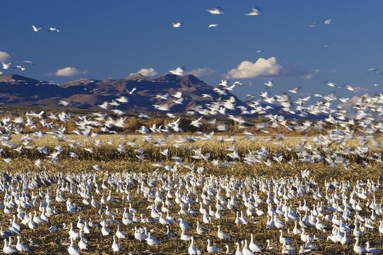 Snow Geese (Anser caerulescens atlanticus, Chen caerulescens) wintering in the Bosque del Apache Wildlife Refuge, New Mexico, USA