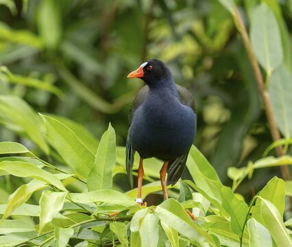 Allen's gallinule (Porphyrio alleni), male, occurring in sub-Saharan Africa, captive, Germany