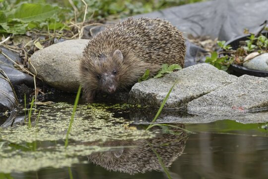 European hedgehog (Erinaceus europaeus) adult animal drinking at a garden pond, England, United Kingdom