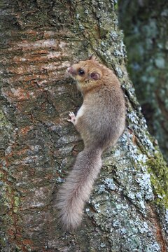 Edible dormouse or fat dormouse (Glis glis) clinging to a tree trunk, Solms, Hesse, Germany, Europe