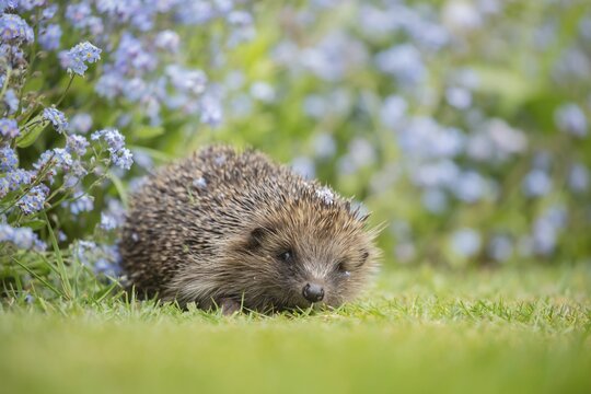 European hedgehog (Erinaceus europaeus) adult animal on a garden grass lawn by a flower border filled with Forget-me-not flowers, England, United Kingdom