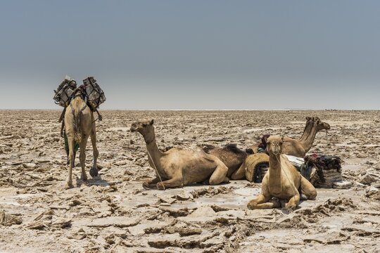 Dromedaries lie in dry salt lake, are loaded with salt plates, near Dallol, Danakil depression, Afar region, Ethiopia