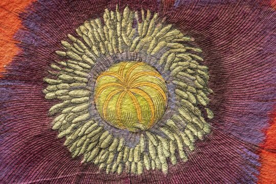 Capsule, Poppy (Papaver), detail hand-coloured copper engraving by Basilius Besler, from Hortus Eystettensis, 1613