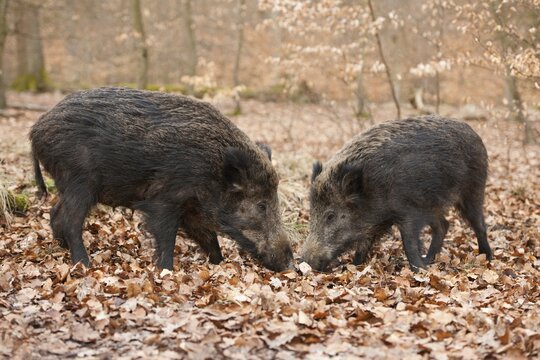 Wild Boars (Sus scrofa), sows, captive, North Rhine-Westphalia, Germany