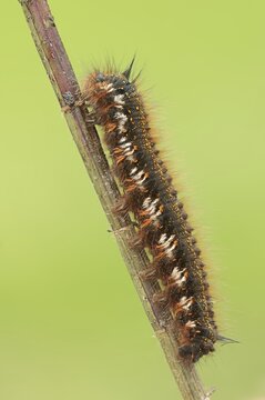 Drinker moth (Euthrix potatoria), caterpillar, North Rhine-Westphalia, Germany