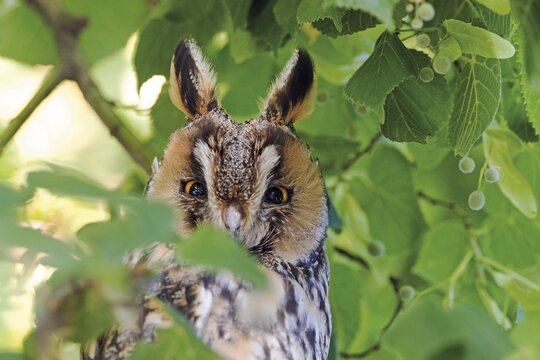 Long-eared owl (Asio otus) sitting on a branch in a lime tree, Saxony-Anhalt, Germany