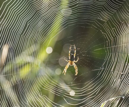 Cross spider (Araneus) sitting in a spider web, Lower Saxony, Germany