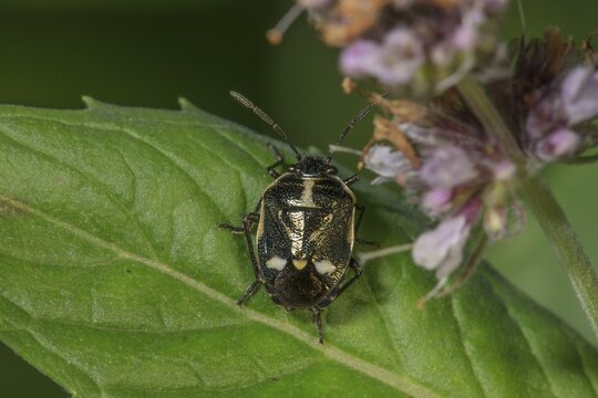 Close-up of a cabbage bug (Eurydema oleracea) with white details on a green leaf, Baden-W&uuml;rttemberg, Germany