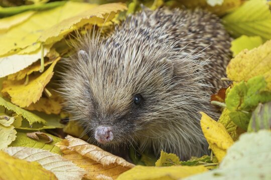 European hedgehog (Erinaceus europaeus) adult animal emerging from a pile of fallen autumn leaves in a garden, England, United Kingdom