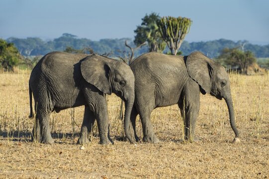African bush elephant, (Loxodonta africana), two young grazing on dry grassland, Liwonde National Park, Malawi