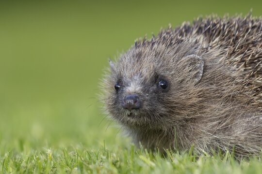 European hedgehog (Erinaceus europaeus) adult animal on a garden lawn, England, United Kingdom