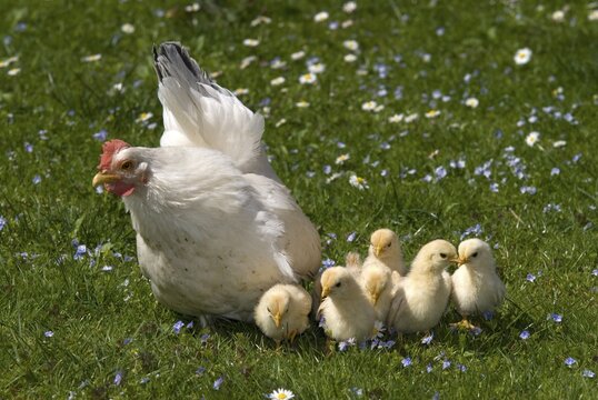 Japanese Bantam or Chabo hen with chicks, Schwaz, Tyrol, Austria, Europe
