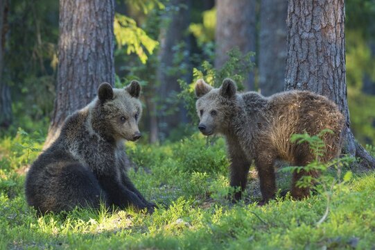 Two young (Ursus arctos) play in the boreal pine forest, Suomussalmi, Karelia, Finland