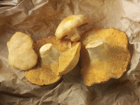 Organic Pied de Mouton Mushrooms (hydnum repandum), hedgehog mushrooms