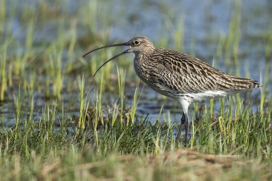 Eurasian curlew (Numenius arquata), wader, snipe, wet meadow, Goldenstedt, Lower Saxony, Germany