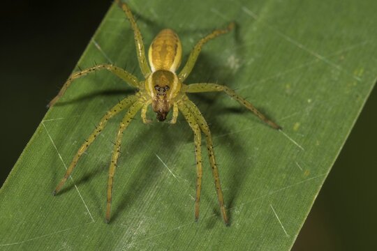 Raft spider (Dolomedes fimbriatus), not yet dyed copy lurks on a leaf, Baden-W&uuml;rttemberg, Germany