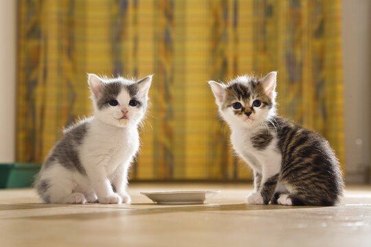 Two young cats (Felis silvestris catus) in front of plates with milk, 4 weeks, Germany