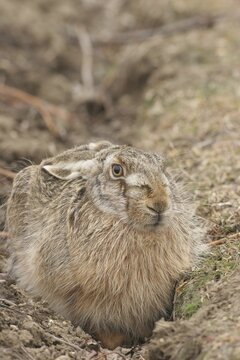 European or Brown Hare (Lepus europaeus) sitting in furrow