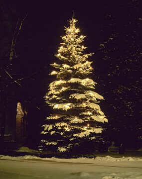 Illuminated christmas tree in the snow at night