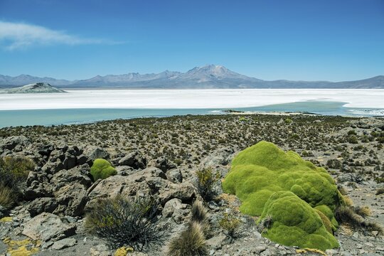 Yareta or llareta (Azorella compacta), desert plant, salt lake behind, Salar de Surire Natural Monument, Region Arica y Parinacota, Northern Chile, Chile