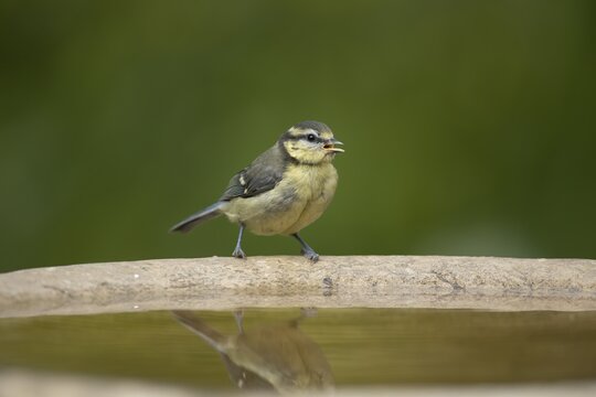 Blue tit (Cyanistes Caeruleus) juvenile baby bird on a garden bird water bath, England, United Kingdom