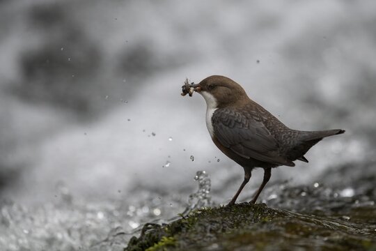 White-throated Dipper with prey at the mountain stream, Bitburg, Rhineland-Palatinate, Germany