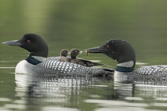 Common loon. (Gavia) immer. An adult loon carries two babies on his back when the other adult feeds on of them with a damselfly larva