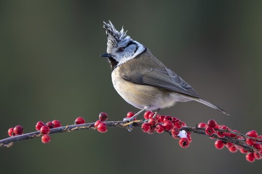 Crested tit (Parus cristatus), sitting on a branch, Terfens, Tyrol, Austria